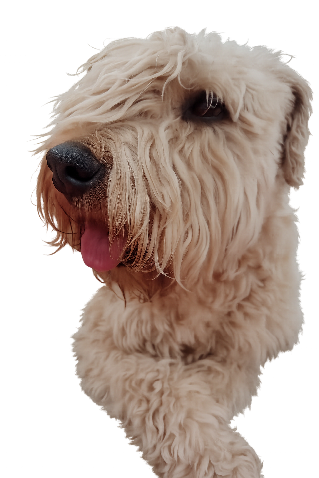 Ashby, Jenna's Wheaten Terrier